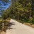 a road with trees on the side